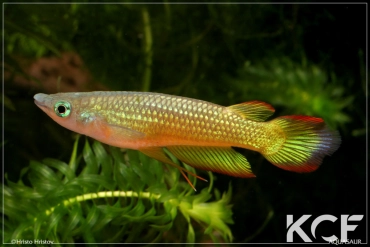 Aplocheilus lineatus Doré male adulte 