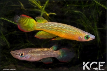Aplocheilus lineatus Doré couple adulte 
