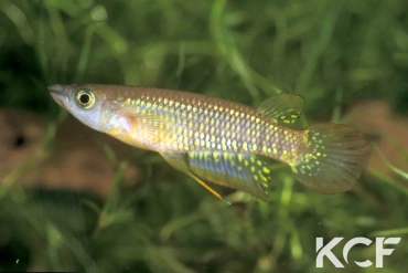 Aplocheilus lineatus Nellicuppam male adulte 