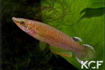 Aplocheilus panchax panchax CI 09 male adulte 