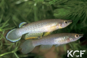Aplocheilus panchax panchax Saigon 96 couple adulte 