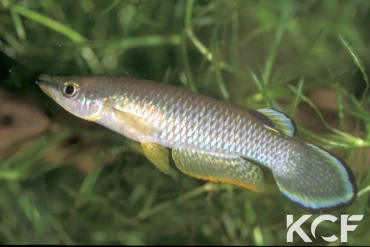 Aplocheilus panchax panchax Saigon 96 male adulte 