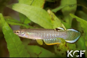 Aplocheilus panchax panchax Saigon 96 male adulte 