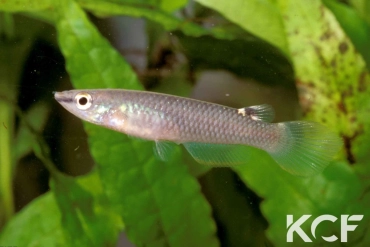 Aplocheilus panchax panchax Saigon 96 femelle adulte 