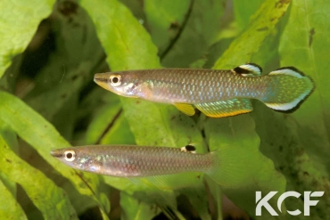Aplocheilus panchax panchax Saigon 96 couple adulte 