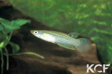 Aplocheilus parvus  male adulte 