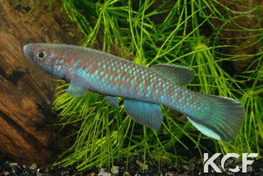 Archiaphyosemion guineense Lenghe-Curoh SL 93-37 male adulte 