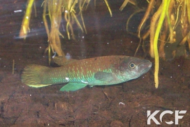 Archiaphyosemion guineense Lenghe-Curoh SL 93-37 male adulte 