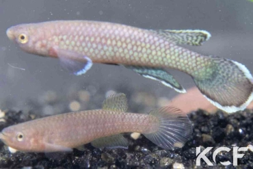 Nimbapanchax maeseni Lola GRC 90-174 couple adulte 