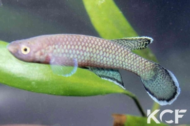 Nimbapanchax maeseni Lola GRC 90-174 male adulte 