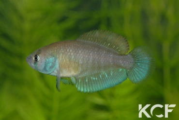 Austrolebias univentripinnis Jaguarão River floodplains - Mirim Lagoon basi male adulte 