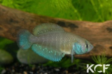 Austrolebias univentripinnis Jaguarão River floodplains - Mirim Lagoon basi male adulte 