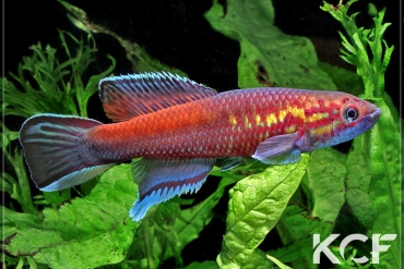 Callopanchax occidentalis Kabak GM 97-04 male adulte 