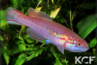 Callopanchax occidentalis Magbenta SL 03-19 male adulte 