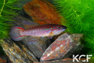 Callopanchax occidentalis Magbenta SL 03-19 male adulte 