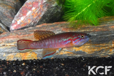 Callopanchax occidentalis Magbenta SL 03-19 male adulte 