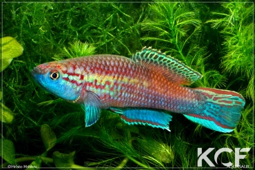 Callopanchax occidentalis Mangata GM 97-03 male adulte 