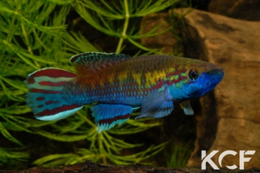 Callopanchax occidentalis Mangata GM 97-03 male adulte 