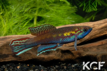 Callopanchax occidentalis Mangata GM 97-03 male adulte 