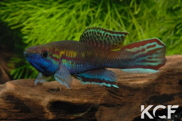 Callopanchax occidentalis la Killifiche du KCF