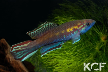 Callopanchax occidentalis Mangata GM 97-03 male adulte 