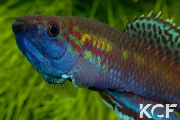 Callopanchax occidentalis Mangata GM 97-03 male adulte 