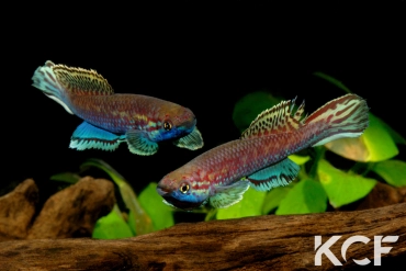 Callopanchax occidentalis Mangata GM 97-03 couple adulte 