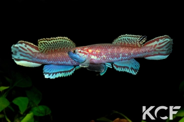 Callopanchax occidentalis Mangata GM 97-03 couple adulte 