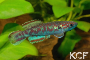 Callopanchax sidibeorum Guinée CI 92 male adulte 