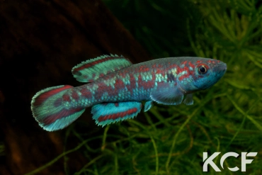 Callopanchax sidibeorum Guinée CI 92 male adulte 