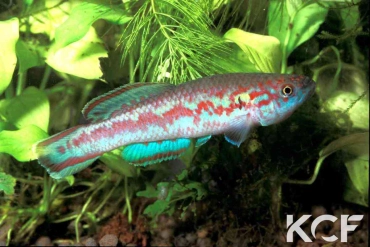 Callopanchax sidibeorum Guinée CI 92 male adulte 