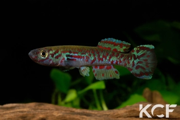 Fundulopanchax mamfensis 3km Bachuo Akagbe ADL 13-25 male adulte 