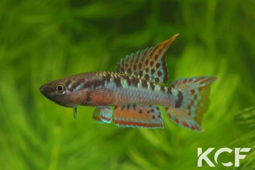 Aphyo. Chromaphyosemion bivittatum Funge ABC 05-12 male adulte 