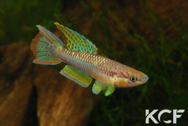 Aphyo. Chromaphyosemion koungueense Mouanko ADGP 11-35 male adulte 