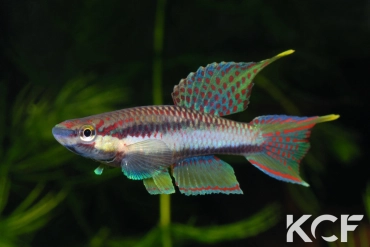 Aphyo. Chromaphyosemion koungueense Mouanko ADGP 11-35 male adulte 