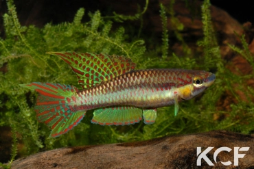 Aphyo. Chromaphyosemion koungueense Mouanko ADGP 11-35 male adulte 