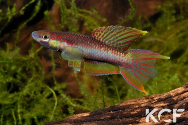 Aphyo. Chromaphyosemion koungueense Mouanko ADGP 11-35 male adulte 