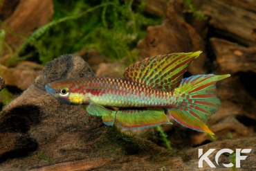 Aphyo. Chromaphyosemion koungueense Mouanko ADGP 11-35 male adulte 