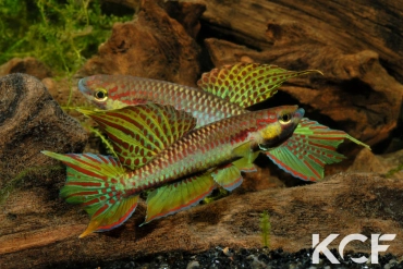 Aphyo. Chromaphyosemion koungueense Mouanko ADGP 11-35 couple adulte 