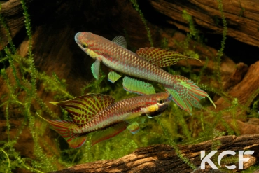 Aphyo. Chromaphyosemion koungueense Mouanko ADGP 11-35 couple adulte 