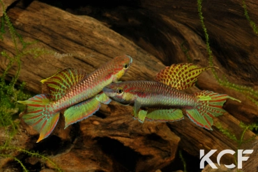 Aphyo. Chromaphyosemion koungueense Mouanko ADGP 11-35 couple adulte 