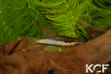 Aphyo. Chromaphyosemion koungueense Ndog Bong CBL 01-10 male adulte 