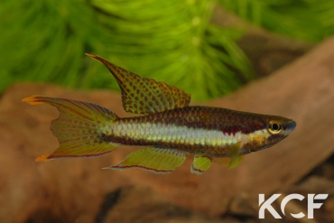 Aphyo. Chromaphyosemion koungueense Ndog Bong CBL 01-10 male adulte 