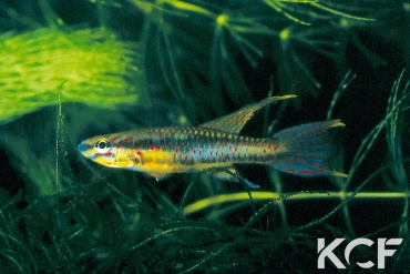 Aphyo. Chromaphyosemion loennbergii Akakanzok male adulte 