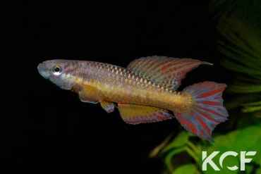 Aphyo. Chromaphyosemion loennbergii Bidou-Sanctuaire ADGP 11-17 male adulte 