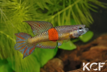 Aphyo. Chromaphyosemion loennbergii Bidou-Sanctuaire ADGP 11-17 male adulte 