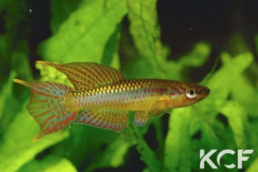 Aphyo. Chromaphyosemion loennbergii Bipindi male adulte 