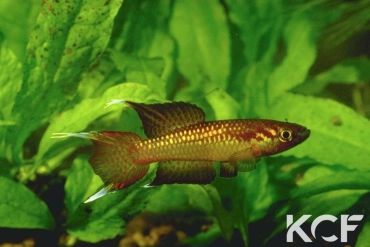 Aphyo. Chromaphyosemion loennbergii Mile 29 male adulte 