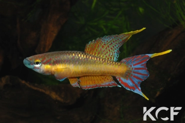 Aphyo. Chromaphyosemion loennbergii Bidou-Sanctuaire ADGP 11-17 male adulte 