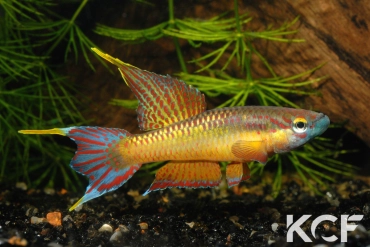 Aphyo. Chromaphyosemion loennbergii Bidou-Sanctuaire ADGP 11-17 male adulte 